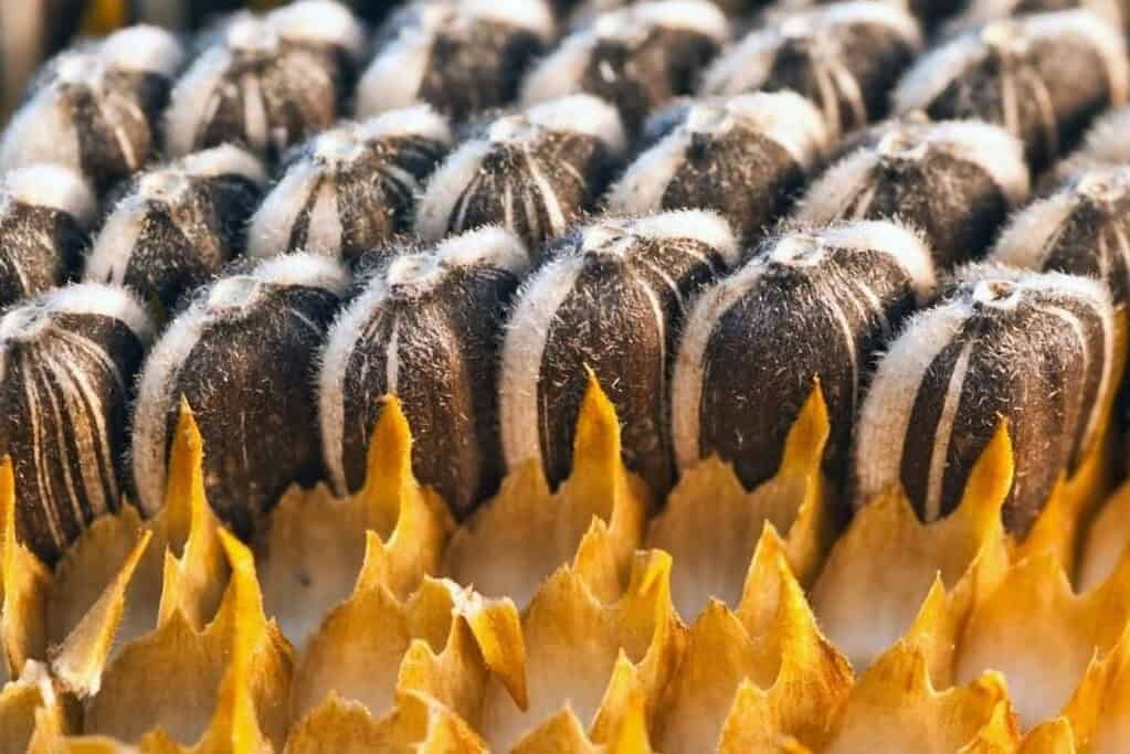 Zoomed in photo of sunflower seeds still on the sunflower.