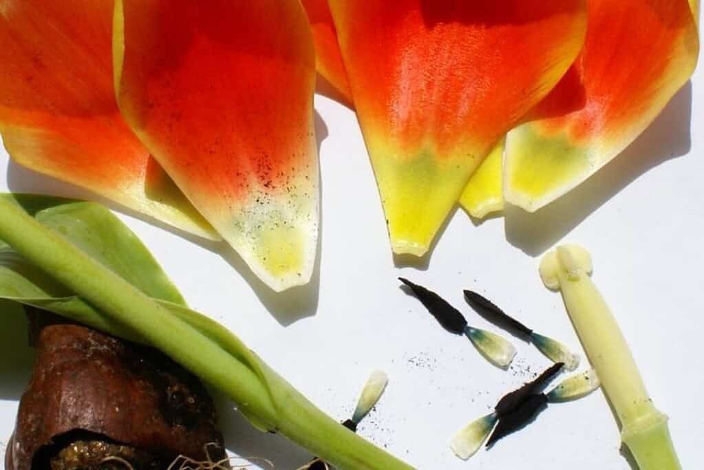 Flower parts that were seperated during a plant activity.