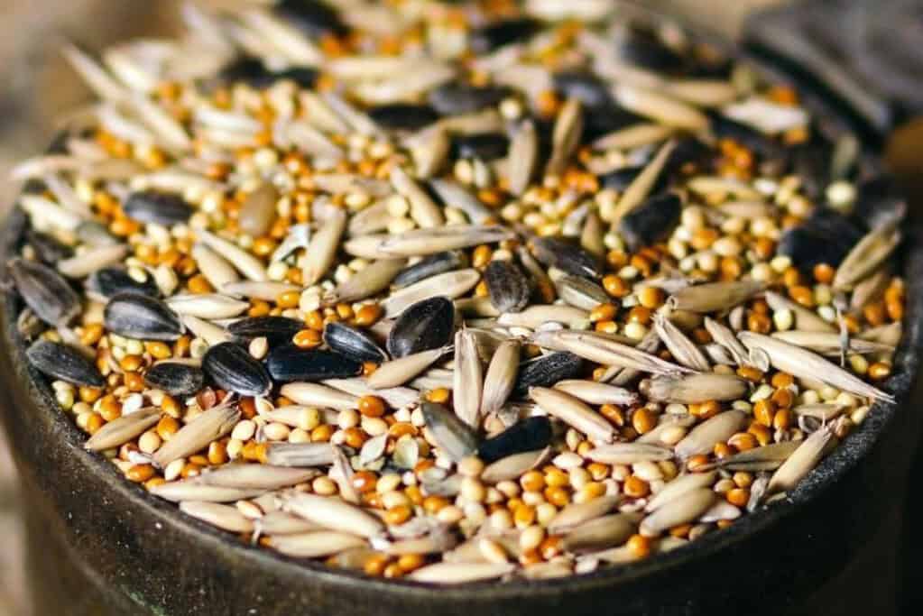 Cup of bird seed